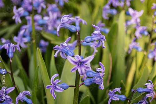 Fototapeta Naklejka Na Ścianę i Meble -  Blue flowers bloom in the spring.