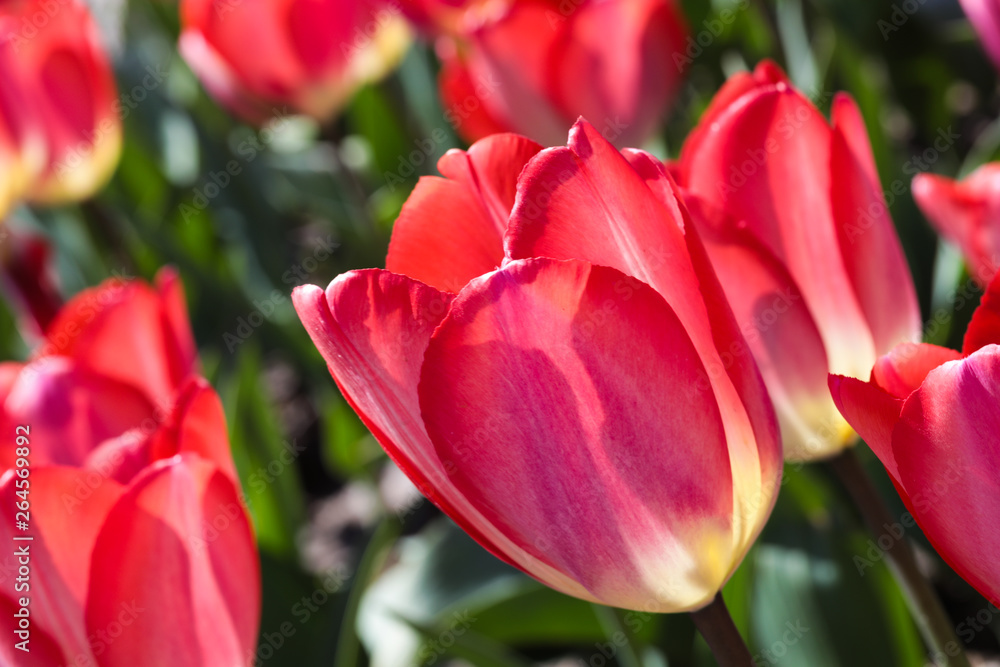 Naklejka premium Beautiful bouquet of tulips nature background.