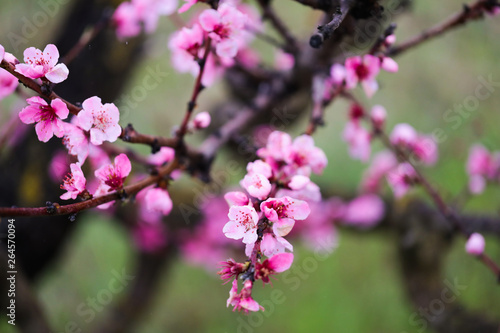 Pink peach flowers begin blooming in the garden. Beautiful flowering branch of peach on blurred garden background. Close-up, spring theme of nature. Selective focus