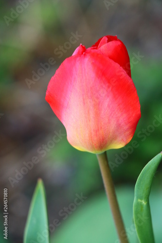  beautiful blooming red tulip