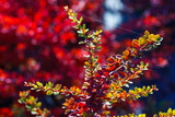 barberry red branch bush