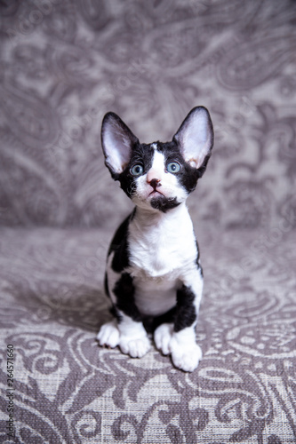 little Kitten breed Cornish Rex © Ксения Коломенская