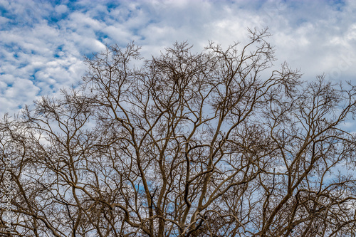 Dry tree timber against blue sky and white clouds