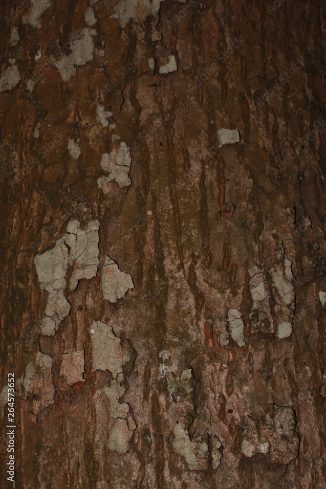 Tree Skin,Closeup view of bark of tree. Tree Skin,Closeup view of bark of tree.