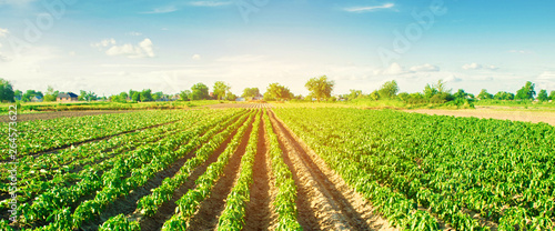vegetable rows of pepper grow in the field. farming  agriculture. Landscape with agricultural land. banner. selective focus