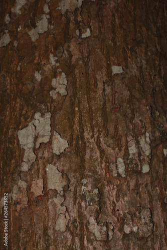 Tree Skin Closeup view of bark of tree.