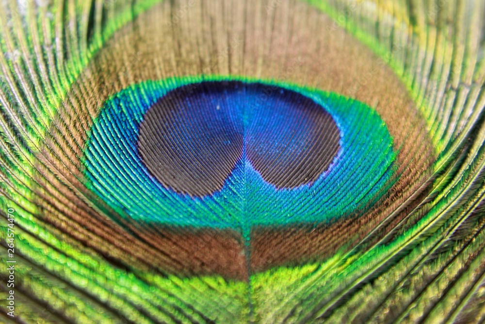 Fototapeta premium Close up of peacock feather (Indian peafowl). Background