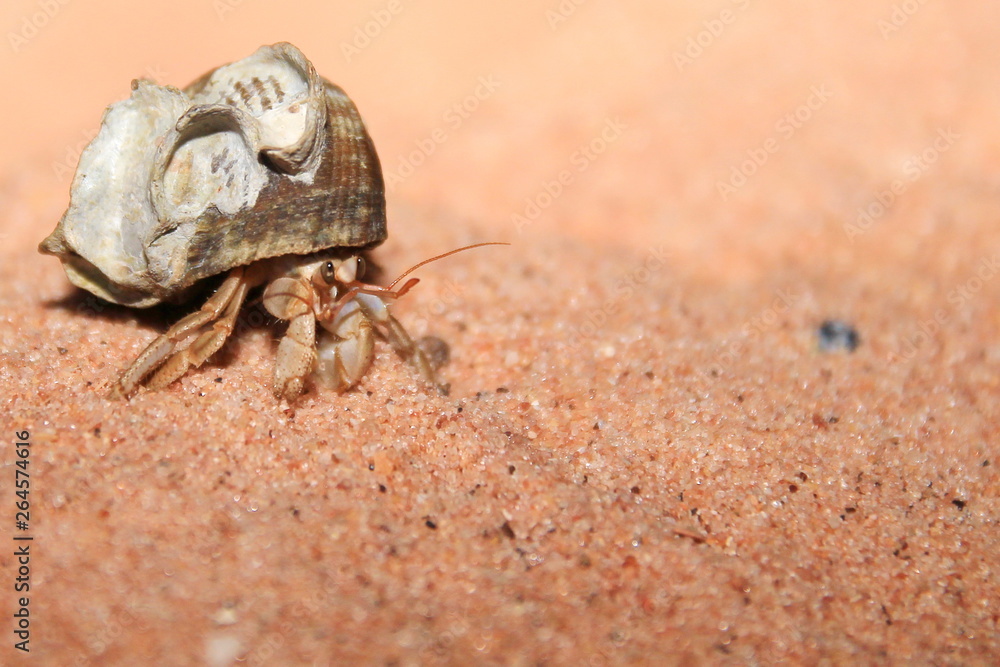 Australian hermit crab Australian hermit crab