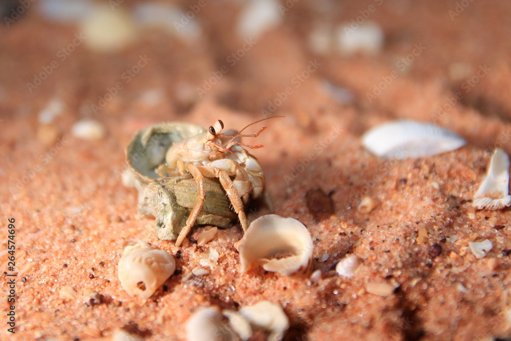 Australian hermit crab