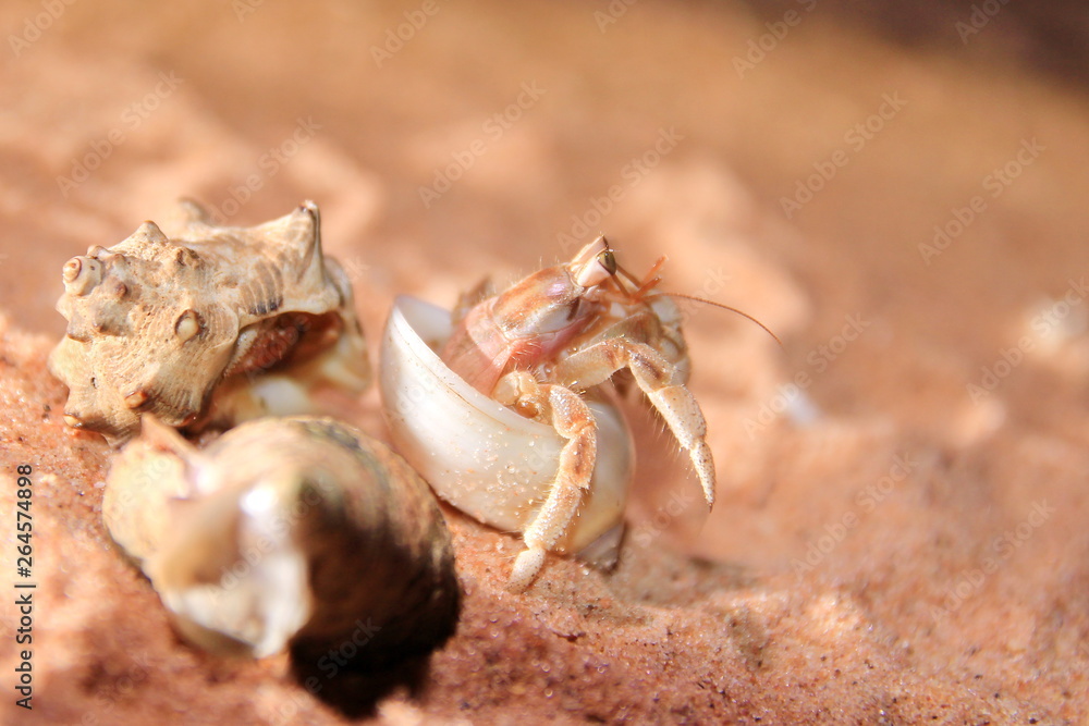 Australian hermit crab