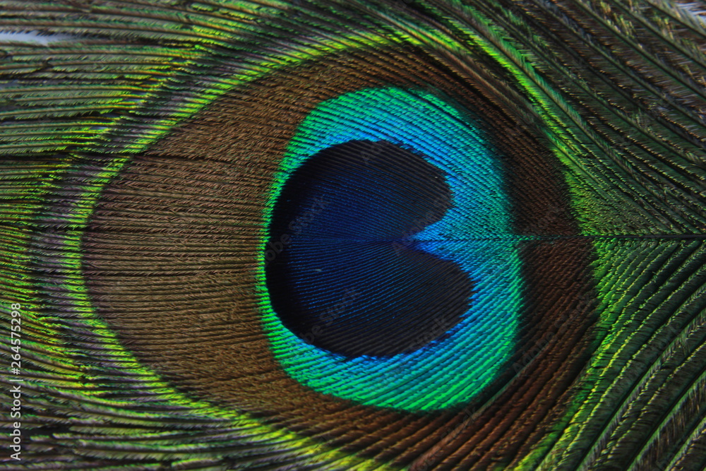 Fototapeta premium Vibrant and Colorful Peacock feather background.Pecock Feather