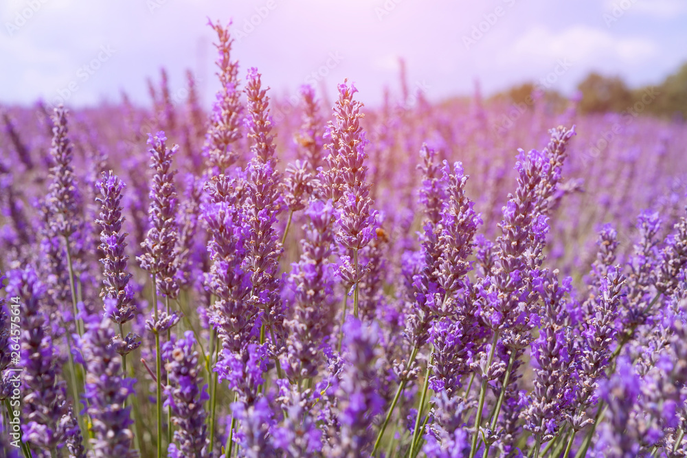Beautiful colors purple lavender fields near Valensole, Provence in France Beautiful colors purple lavender fields near Valensole, Provence in France