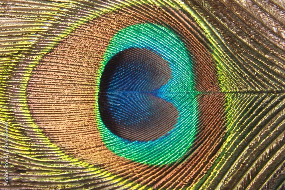 Fototapeta premium peacock feather, Background