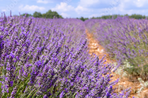 Beautiful colors purple lavender fields near Valensole, Provence in France