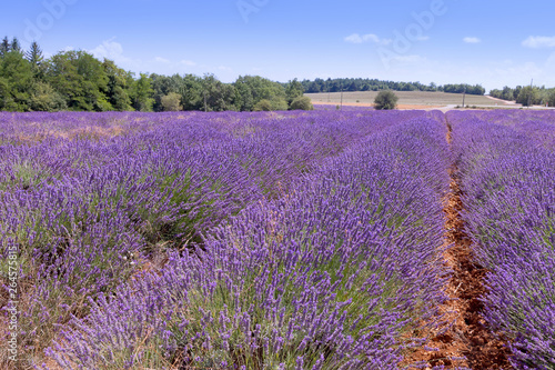 Beautiful colors purple lavender fields near Valensole  Provence in France