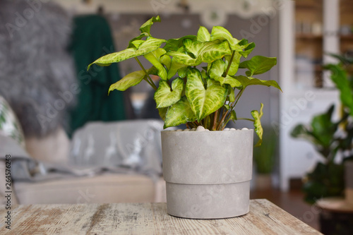 Light green exotic Syngonium Podophyllum vine plant in gray flower pot on table in living room photo