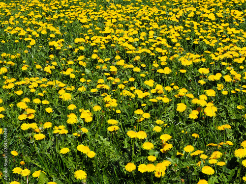 colorful field of yellow dandelion