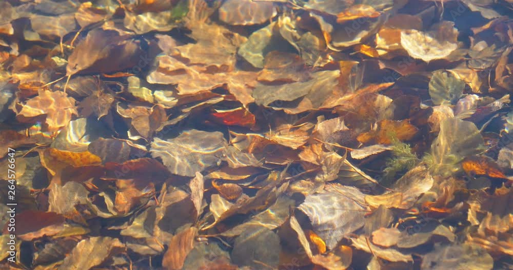 Clean transparent watter wave ripple sunlight reflection and tree plant leaf