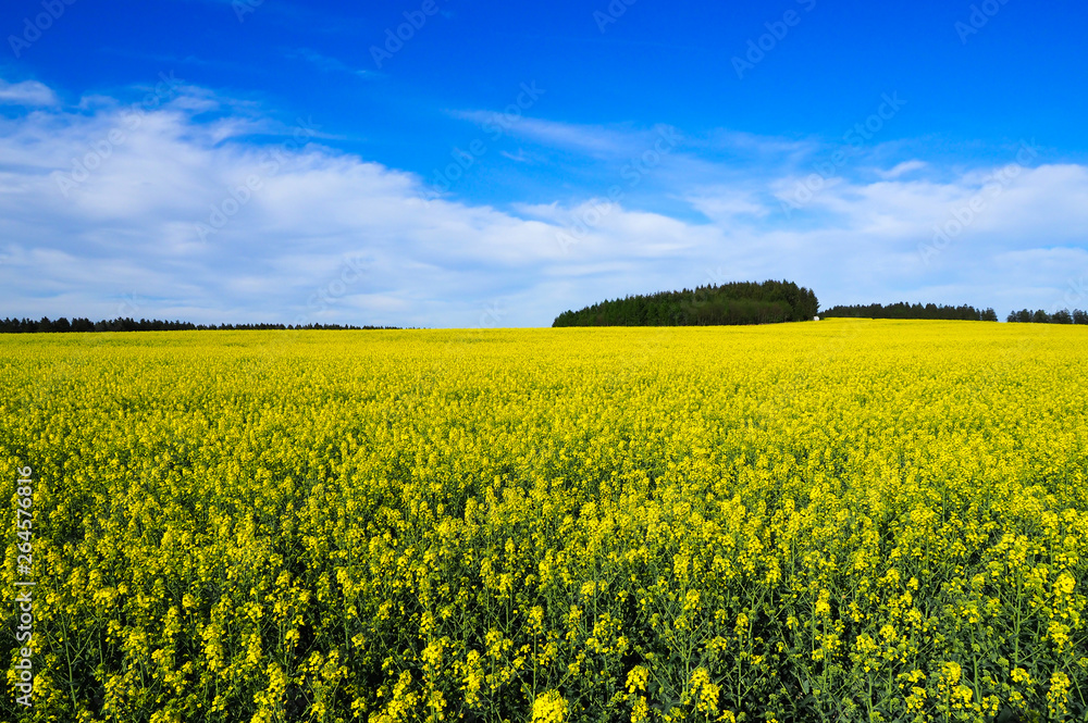 rape field on a sunny spring day rape field on a sunny spring day