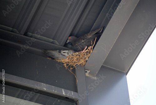 Pigeon
