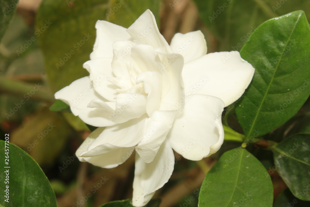 Beautiful white gardenia flower on shrub Beautiful white gardenia flower on shrub