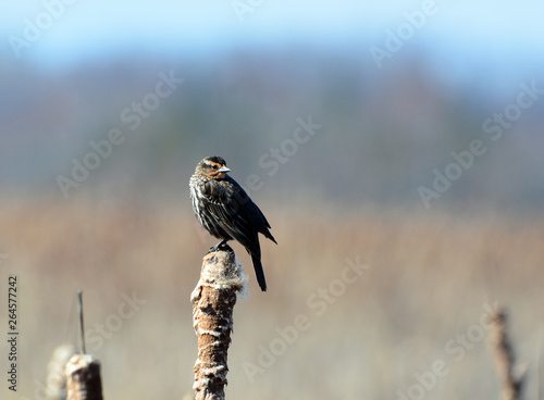 Red-winged Blackbird female  photo