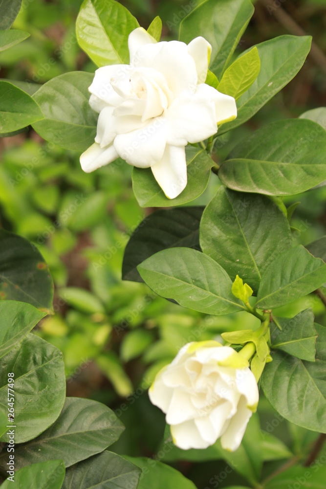 White Gardenia flower White Gardenia flower