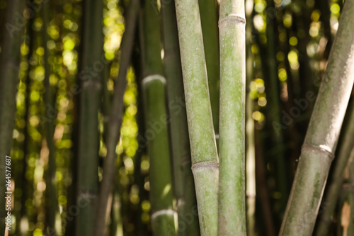 bamboo grove nature background