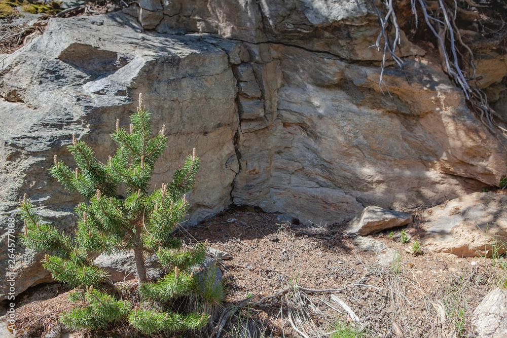 Obraz premium Nadelbaum vor einem Fels