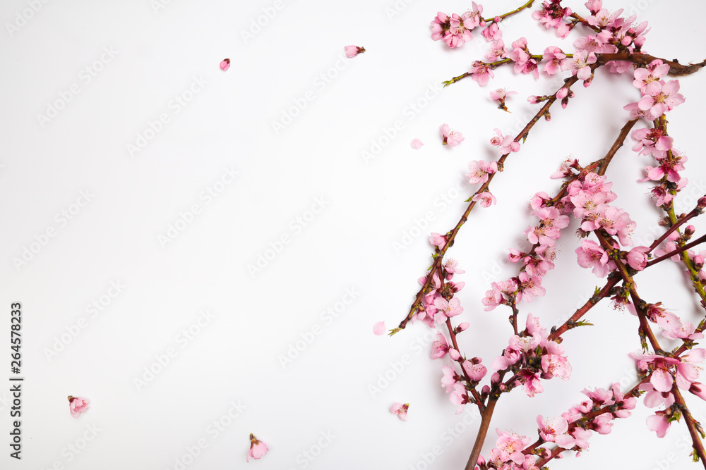 Peach blossom on pastel white background. Fruit flowers.