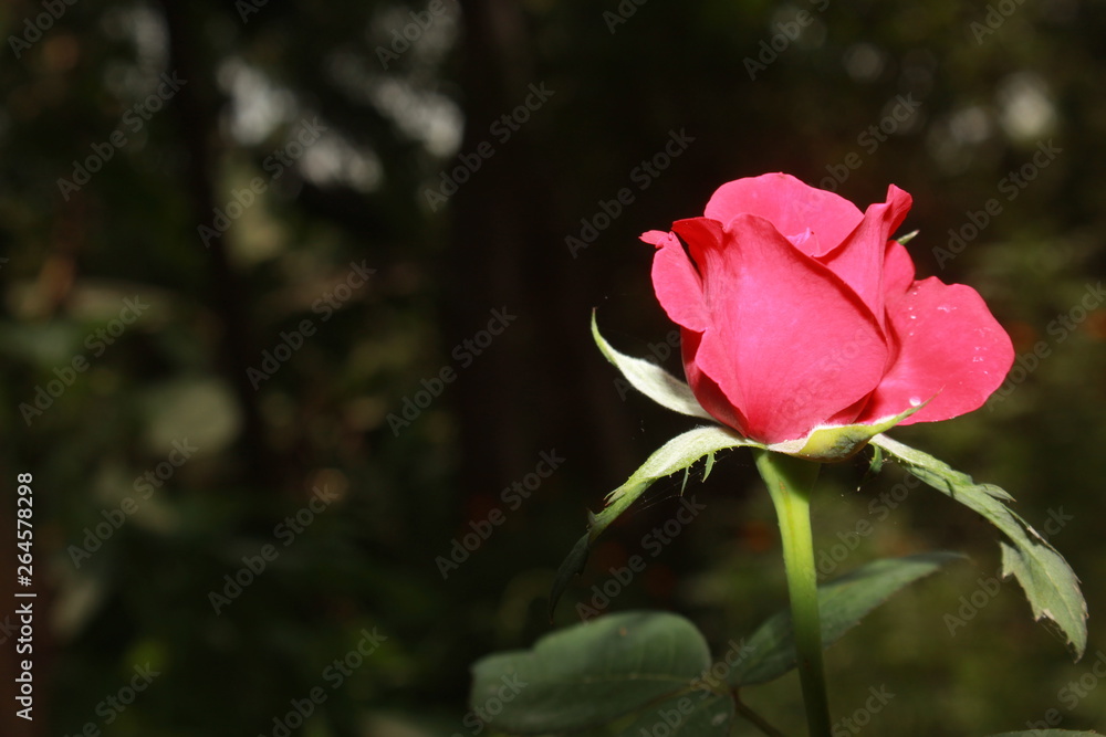 Beautiful Pink rose on dark background close up. Beautiful Pink rose on dark background close up.