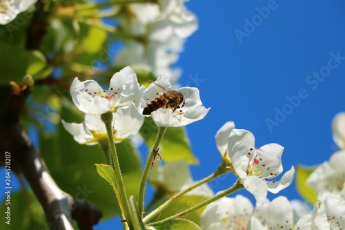bee pollinates an apple tree and its petals