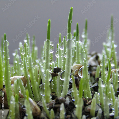 Wheat Sprouts photo