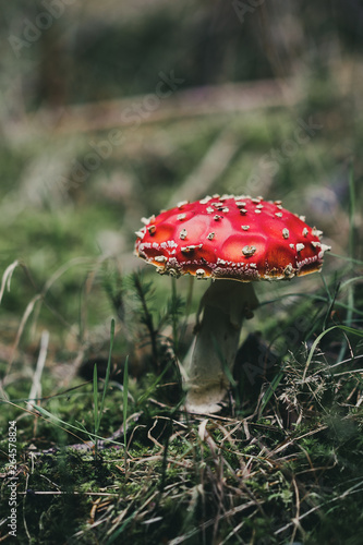 red fly agaric mushroom