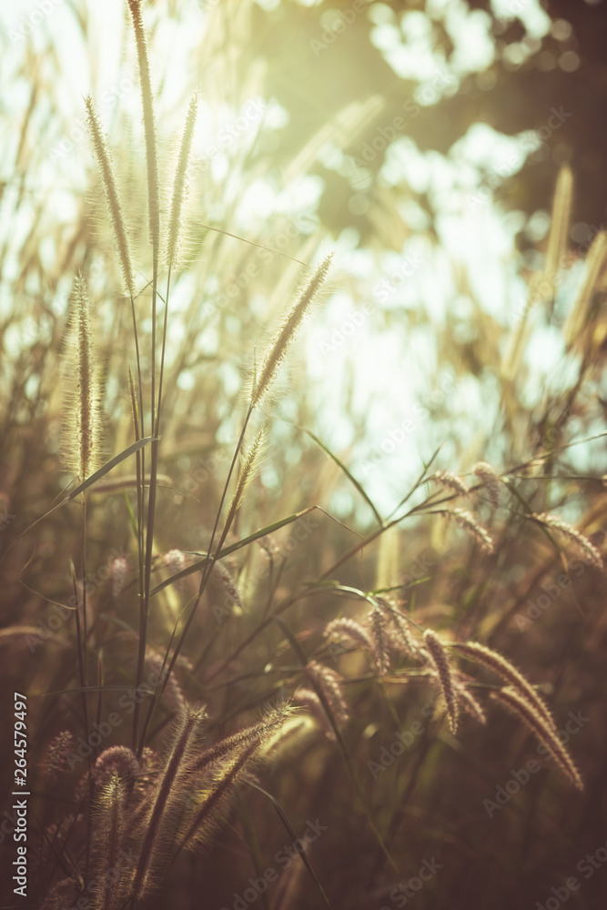Fototapeta premium Sunset Meadow in the Forest