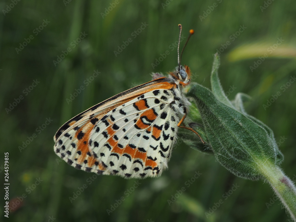 Obraz premium OLYMPUS DIGITAL CAMERA