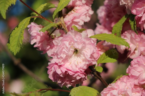  roses bathing in the spring sunshine