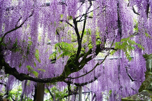 藤の花が満開の春の風景