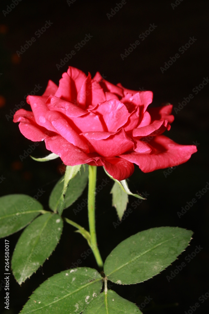 Fototapeta premium Single pink rose on black background copy space