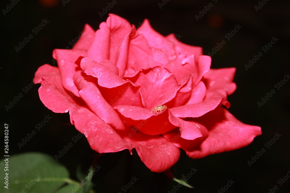 Single pink rose on black background  copy space