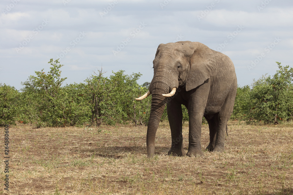 Fototapeta premium Afrikanischer Elefant / African elephant / Loxodonta africana