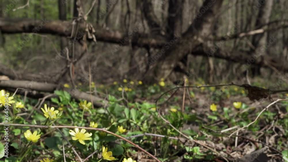 Yellow flowers of Ranunculus Ficaria in a wild spring forest. Yellow flowers of Ranunculus Ficaria in a wild spring forest.