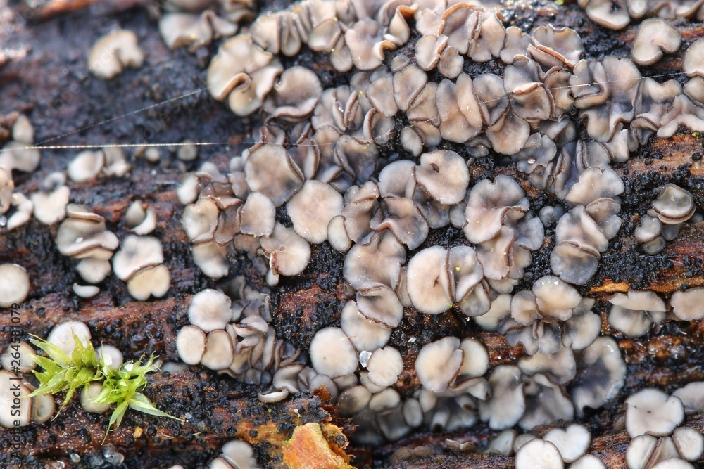 Grzyby macro Mollisia na drzewie wood Grzyby macro Mollisia na drzewie wood