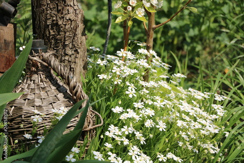 spring attributes of beauty and blooming flowers