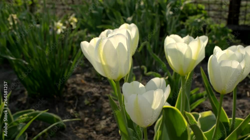 White tulips at garden, shallow depth of field, slider move, parallax camera move White tulips at garden, shallow depth of field, slider move, parallax camera move