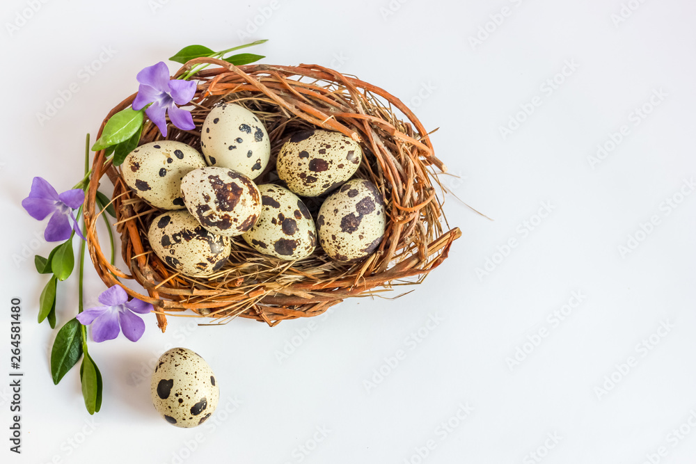 Obraz premium Quail eggs in a nest decorated with green grass and blue flowers