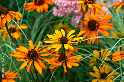 Detail of flower border with colourful Echinacea 'Tiki Torch'