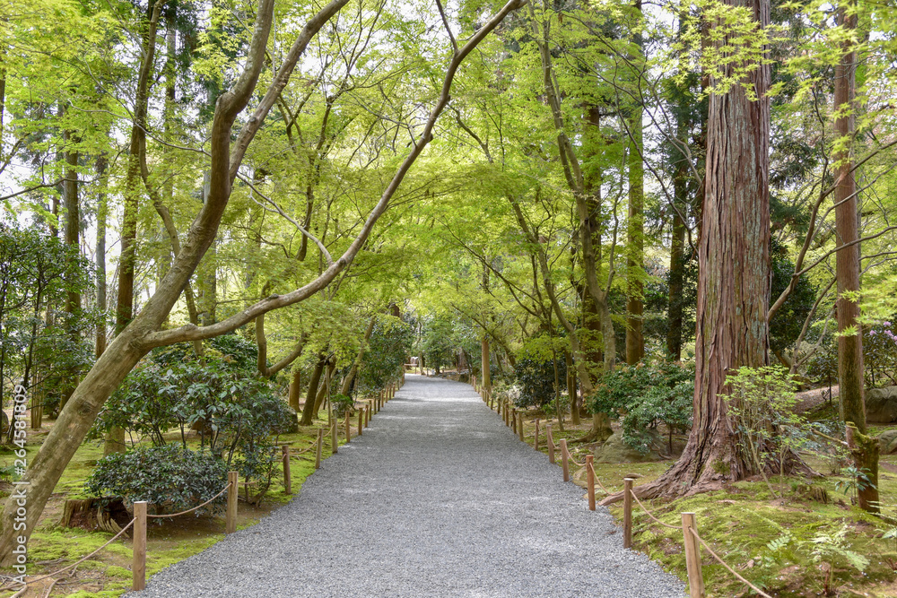 Fototapeta premium 桜と御衣黄桜