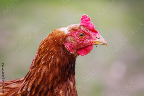 Head of a brown hen, chicken's portrait close up
