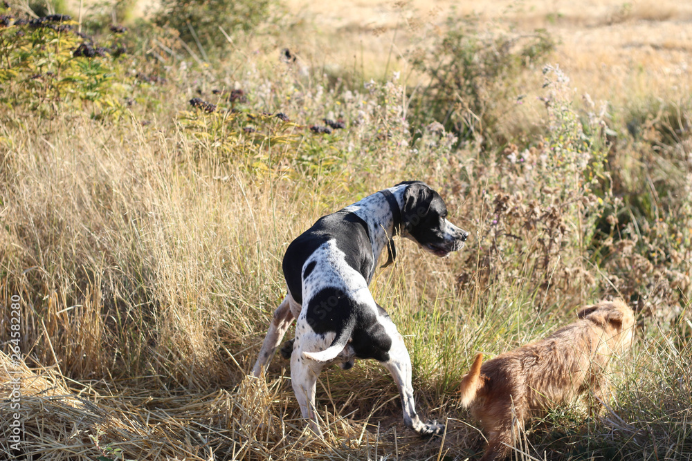 Perros de caza 